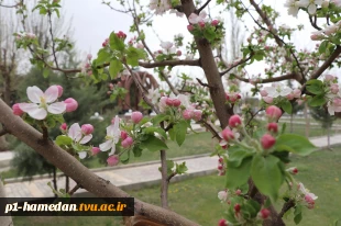 نمای بهاری از آموزشکده شهید مفتح 2